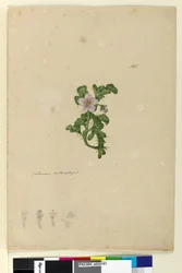 Sida 165. Solanum naturaliserad, c.1803-06 (wc, penna, bläck och penna)