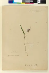Sida 166. Kennedia monophyllaHardenbergia violacea, c.1803-06 (wc, penna, bläck och penna)
