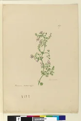 Sida 167. Fumaria naturaliserad, c.1803-06 (wc, penna, bläck och penna)