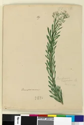 Sida 169. Conospermum taxifolium, c.1803-06 (wc, penna, bläck och penna)