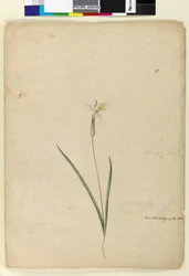 Sida 170. Diplarrhena moraea, c.1803-06 (wc, penna, bläck och penna)