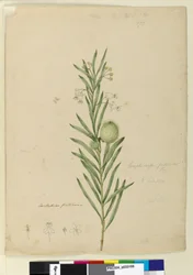 Sida 173. Asclepias fruticosa, c.1803-06 (wc, penna, bläck och penna)