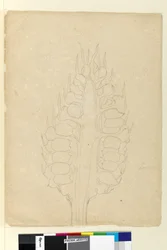 Sida 178a. Zamia, ca 1803-06 (wc, penna, bläck och penna)