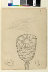 Sida 178b. Spiralis, ca 1803-06 (wc, penna, bläck och penna)