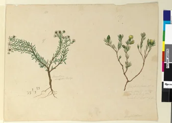 Sida 179. Gompholobium; 180. Poranthera ericafolia, c.1803-06 (wc, penna, bläck och penna)