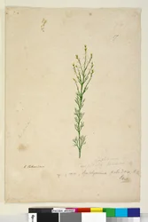 Sida 17. Symphionema paludosum, c.1803-06 (wc, penna, bläck och penna)