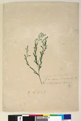 Sida 182. Linum sp allied till augustifolium, c.1803-06 (wc, penna, bläck och penna)