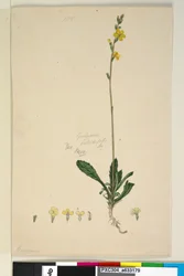 Sida 185. Goodenia bellidifolia, c.1803-06 (wc, penna, bläck och penna)