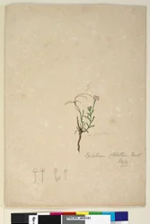Sida 187. Epilobium glabellum, c.1803-06 (wc, penna, bläck och penna)
