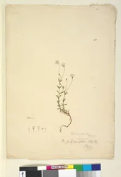 Sida 18. Mitrasacme polymorpha, c.1803-06 (wc, penna, bläck och penna)