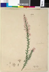 Sida 190. Sprengelia incarnata, c.1803-06 (wc, penna, bläck och penna)