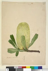 Sida 19. Banksia serrata, c.1803-06 (wc, penna, bläck och penna)