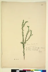 Sida 202. Pimelia linifolia, c.1803-06 (wc, penna, bläck och penna)