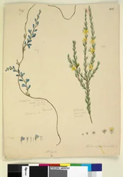Sidan 209. Comesperma volubile; 210. Hibbertia fasciculata, ca 1803-06 (wc, penna, bläck och blyerts)