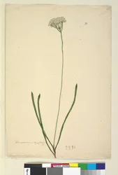 Sida 20. Conospermum longifolium, c.1803-06 (wc, penna, bläck och penna)