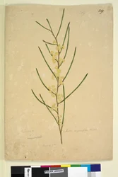 Sida 219. Acacia angustifolia, c.1803-06 (wc, penna, bläck och penna)