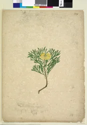 Sida 224. Isopogon anemonifolius, c.1803-06 (wc, penna, bläck och penna)
