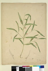 Sida 225. Gren av en art av eukalyptus som bär gallor..., ca 1803-06 (wc, penna, bläck och penna)