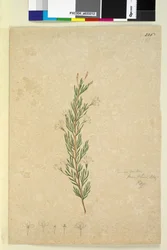Sida 226. Ricinocarpus pinifolius, c.1803-06 (wc, penna, bläck och penna)