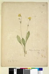 Sida 227. Velleia paradoxa, c.1803-06 (wc, penna, bläck och penna)