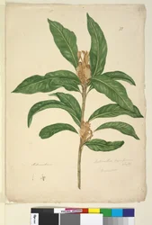 Sida 22. Xylomelum pyriforme, c.1803-06 (wc, penna, bläck och penna)