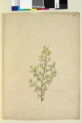 Sida 231. Hibbertia sp, c.1803-06 (wc, penna, bläck och penna)