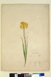 Sida 232. Ixia lutea, c.1803-06 (wc, penna, bläck och penna)