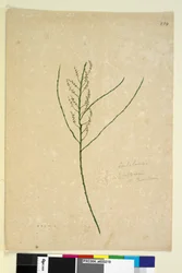 Sida 234. Leptomeria, c.1803-06 (wc, penna, bläck och penna)