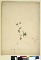 Sida 237. Geranium pilosum, c.1803-06 (wc, penna, bläck och penna)