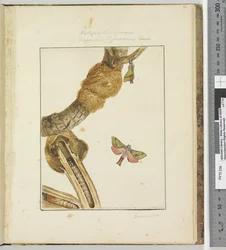 Sida 23 Platta 6 Xylopsyche Lewinni Hepialus Ligniveren Lewin, 1803-04 (handfärgade etsningstryck)