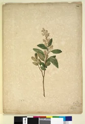 Sida 240. Pomaderris ligustrina, c.1803-06 (wc, penna, bläck och penna)