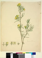 Sida 244. Gompholobium, c.1803-06 (wc, penna, bläck och penna)