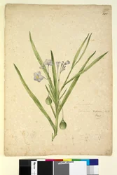 Sida 245. Solanum vescum, c.1803-06 (wc, penna, bläck och penna)