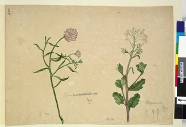 Sida 253. Iberis umbellata; Hesperis sp., ca 1803-06 (wc, penna, bläck och penna)