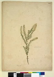 Sida 255. Melaleuca, ca 1803-06 (wc, penna, bläck och penna)