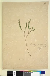 Sida 260. Leucopogon margarodes, c.1803-06 (wc, penna, bläck och penna)