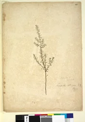 Sida 261. Lissanthe strigosa, c.1803-06 (wc, penna, bläck och penna)