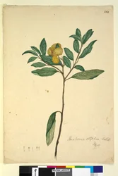 Sida 264. Pomaderris elliptica, c.1803-06 (wc, penna, bläck och penna)