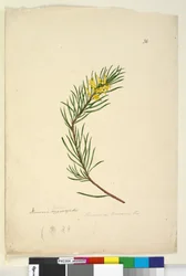 Sida 26. Persoonia linearis, c.1803-06 (wc, penna, bläck och penna)