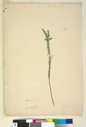 Sida 28. Epacris sparsa, c.1803-06 (wc, penna, bläck och penna)