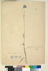 Sida 36. Wahlenbergia gracilis, c.1803-06 (wc, penna, bläck och penna)