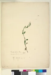 Sida 38. Samolus repens, c.1803-06 (wc, penna, bläck och penna)