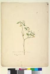 Sida 39. Solanum nigrum, c.1803-06 (wc, penna, bläck och penna)