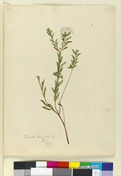 Sida 3. Pimelea linifolia, c.1803-06 (wc, penna, bläck och penna)