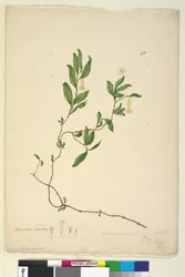 Sida 43. Billardiera scandens, c.1803-06 (wc, penna, bläck och penna)