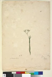 Sida 49. Trachymene linearis, c.1803-06 (wc, penna, bläck och penna)