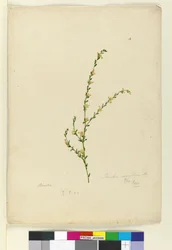Sida 4. Pimelea curviflora, c.1803-06 (wc, penna, bläck och penna)