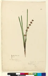 Sida 62. Xerotes Lomandra multiflora, c.1803-06 (wc, penna, bläck och penna)