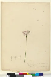 Sida 63. Burchardia umbellata, c.1803-06 (wc, penna, bläck och penna)