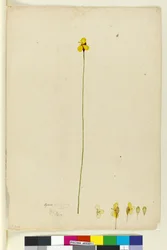 Sida 6. Xyris operculata, c.1803-06 (wc, penna, bläck och penna)